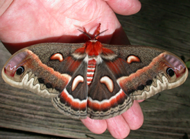 Cecropia Moth